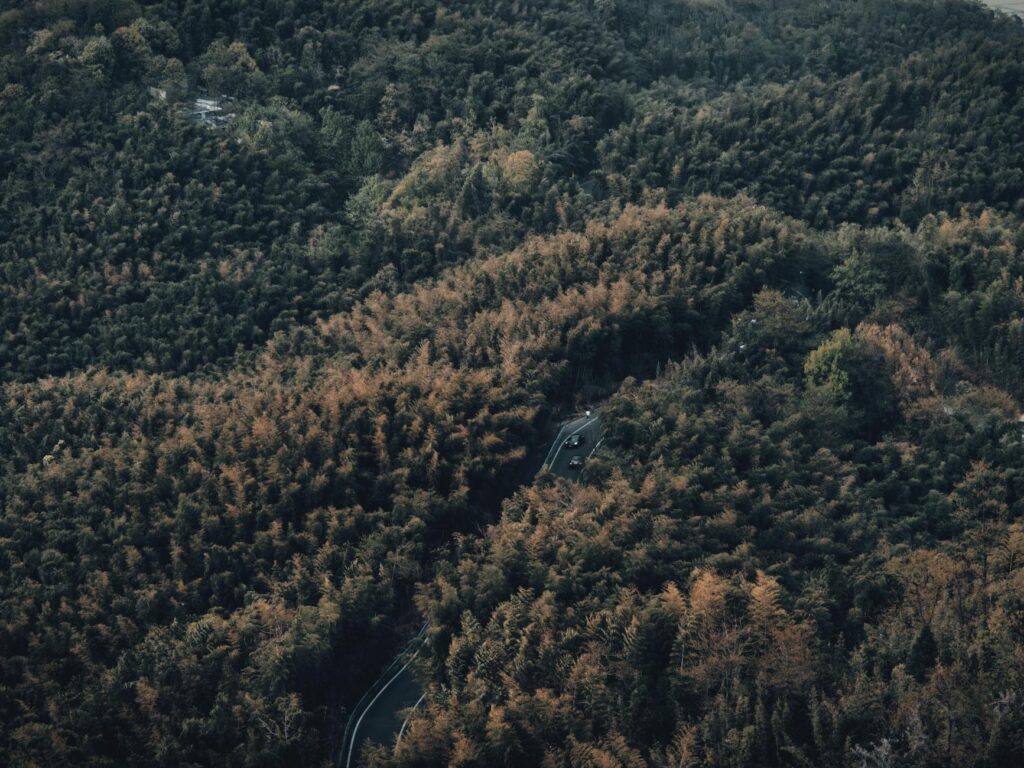 Moganshan bamboo forest trails perfect for a nature day trip from Shanghai