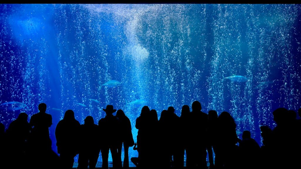 Children excited at the Shanghai Ocean Aquarium a perfect family activity