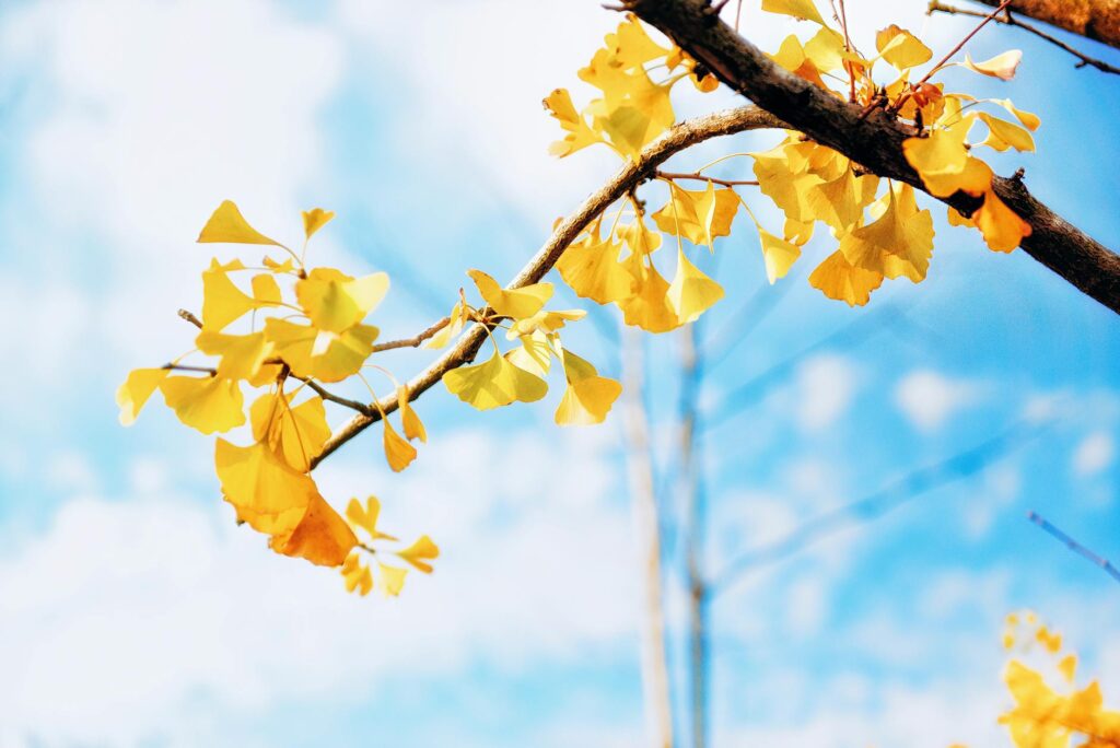 Shanghai autumn scene with golden leaves creating perfect weather to visit the city