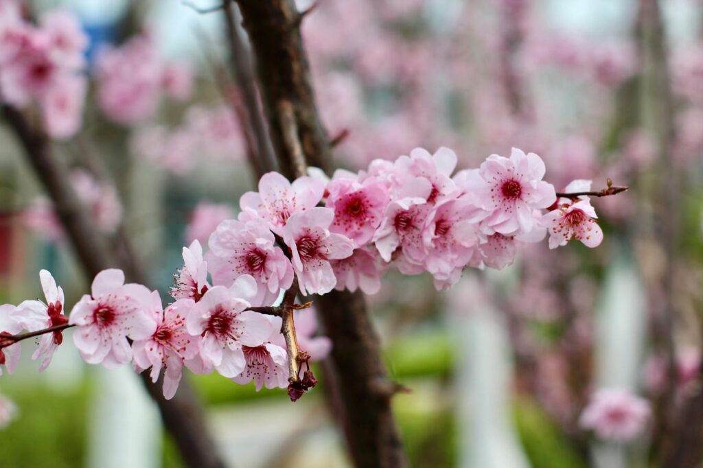 Shanghai in spring with cherry blossoms blooming making it one of the best times to visit