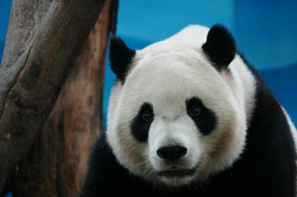 Children visiting the zoo to see pandas a popular Shanghai family attraction