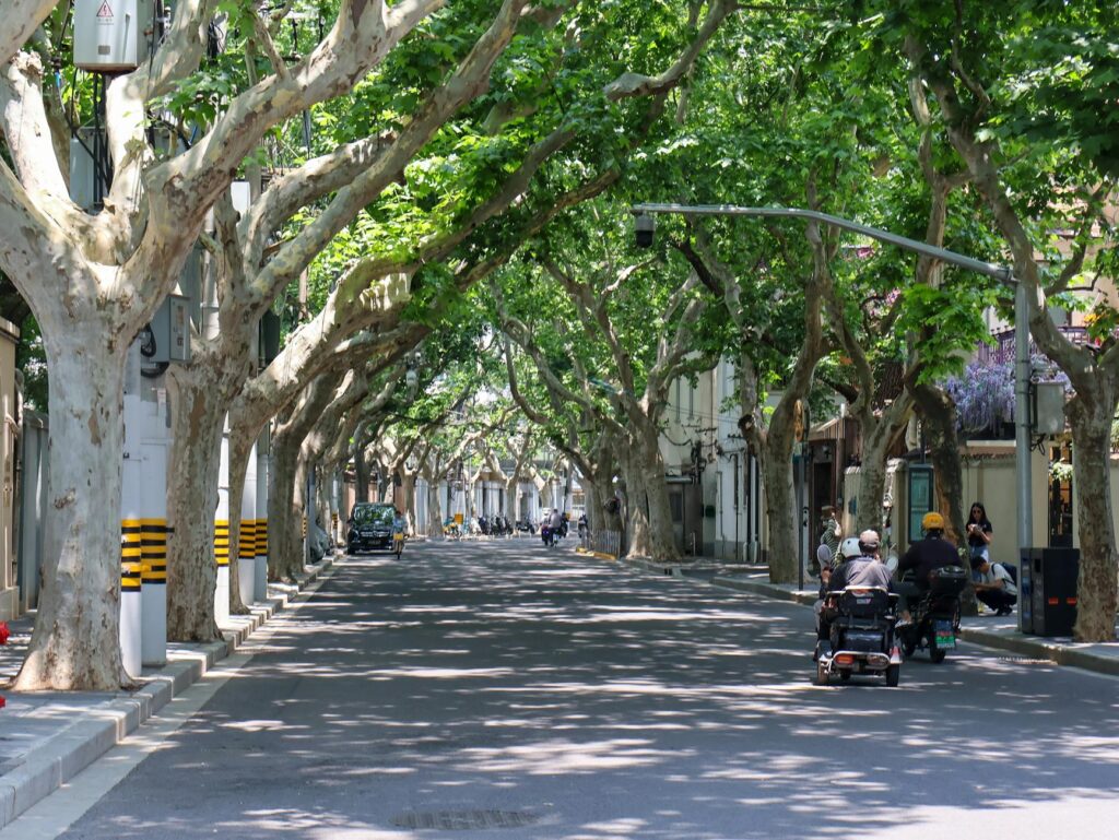 French Concession hotels Shanghai tree-lined street