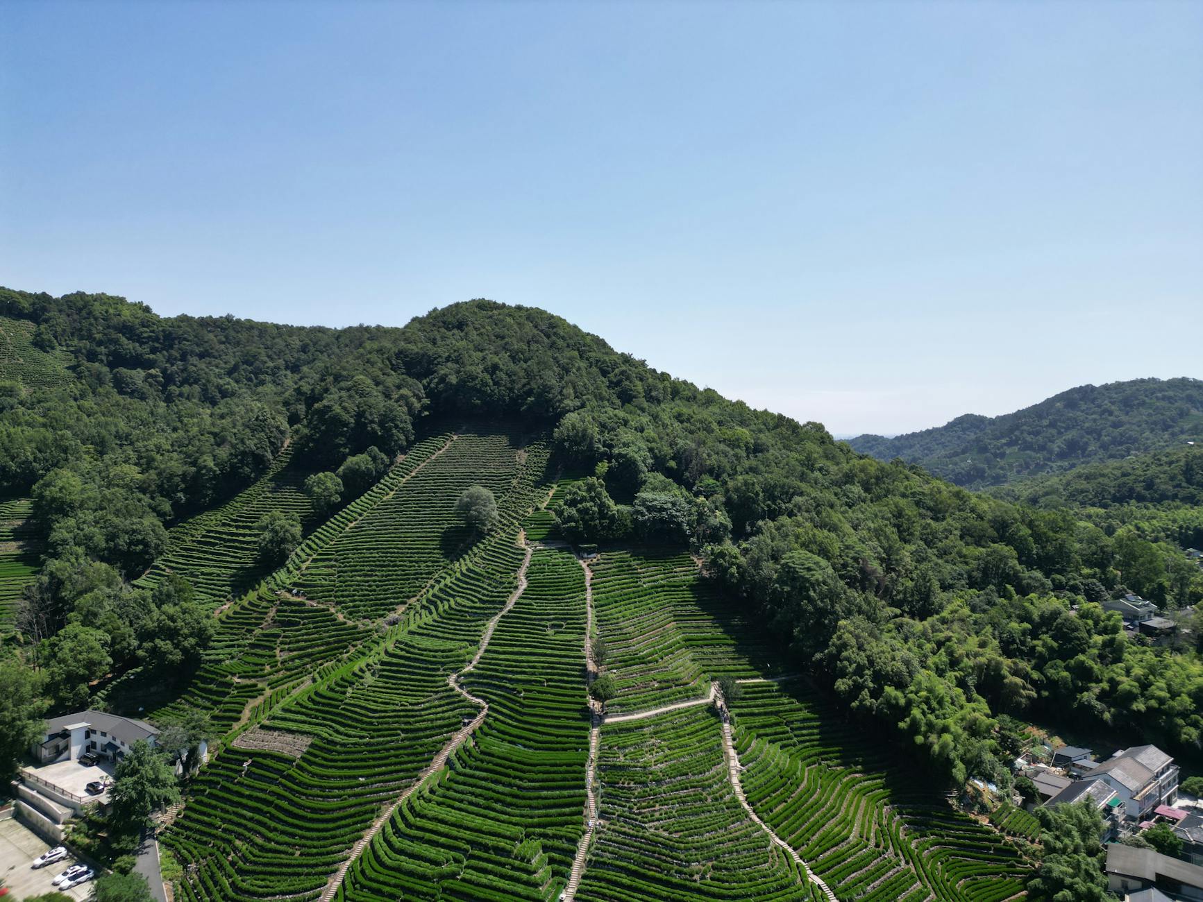Longjing Dragon Well green tea, a classic souvenir from a Hangzhou day trip