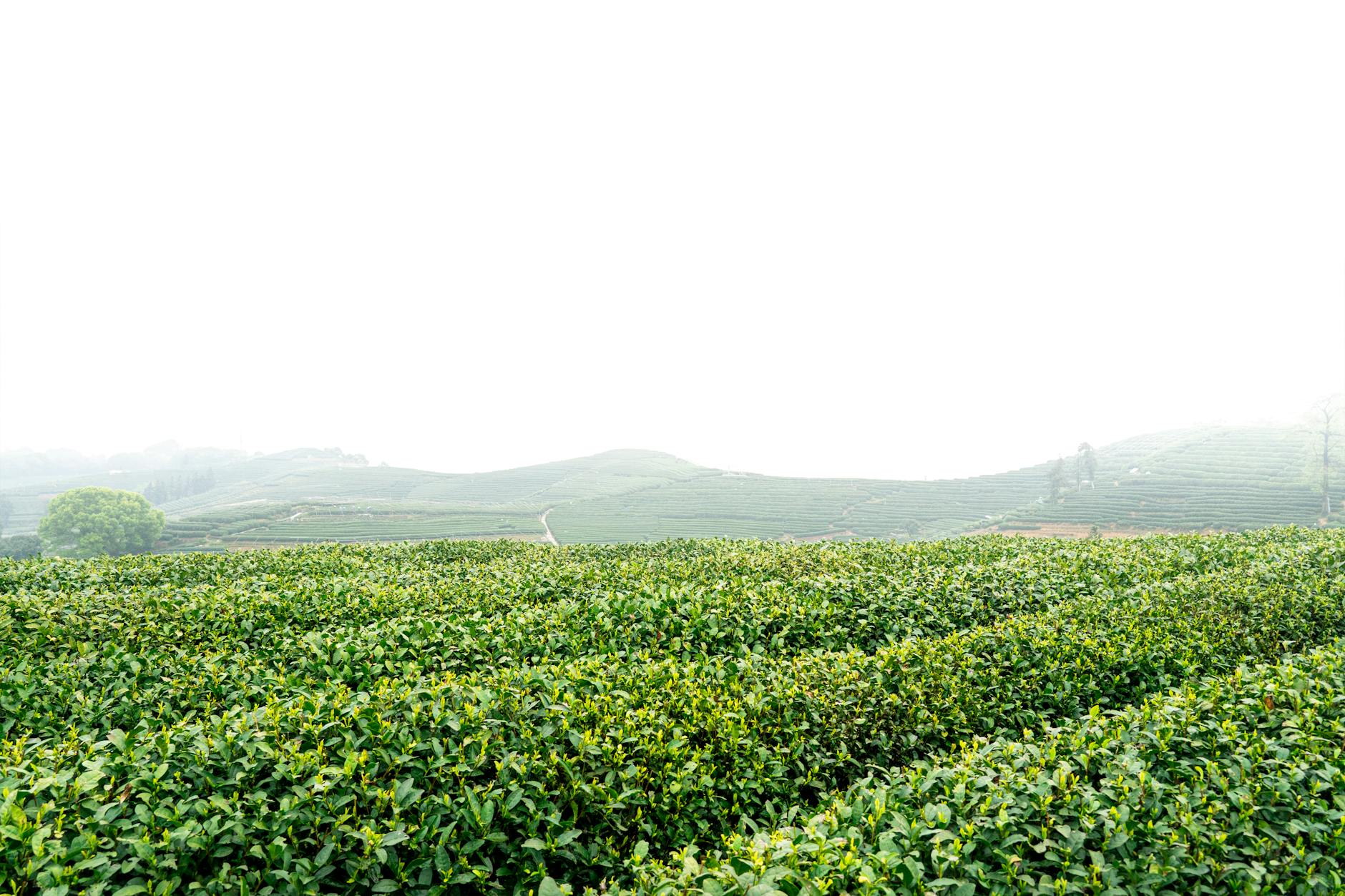 Longjing green tea terraces near Hangzhou