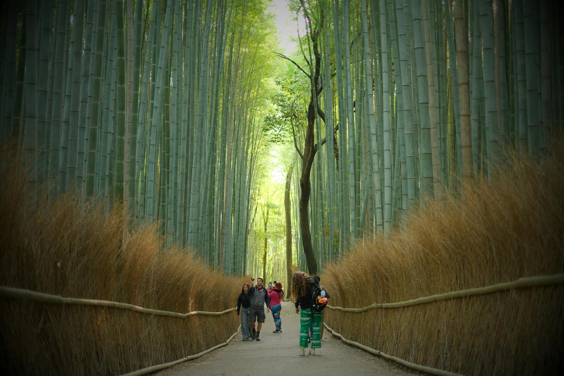 moganshan bamboo forest