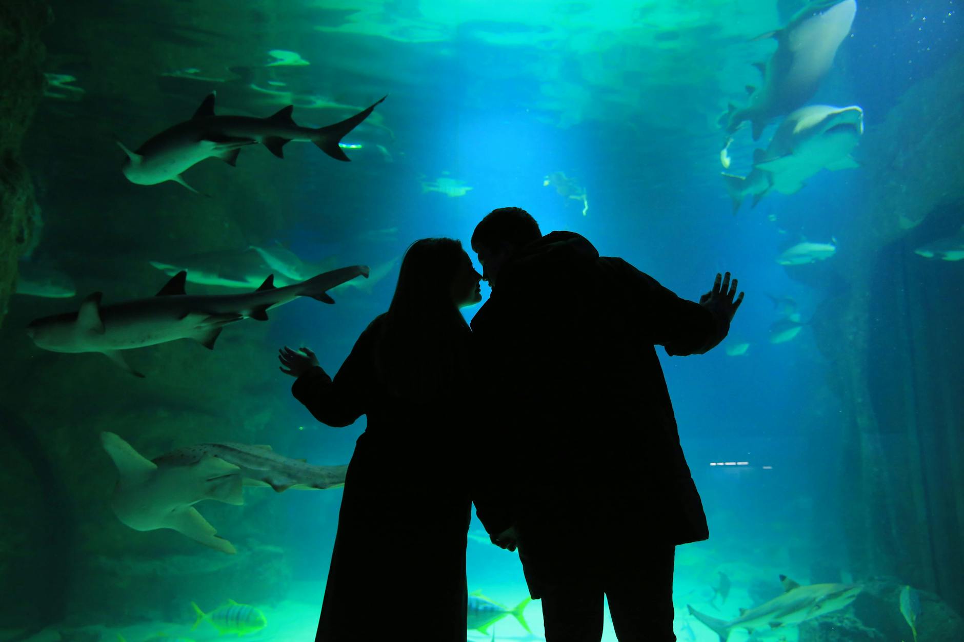 shanghai aquarium and zoo underwater shark tunnel