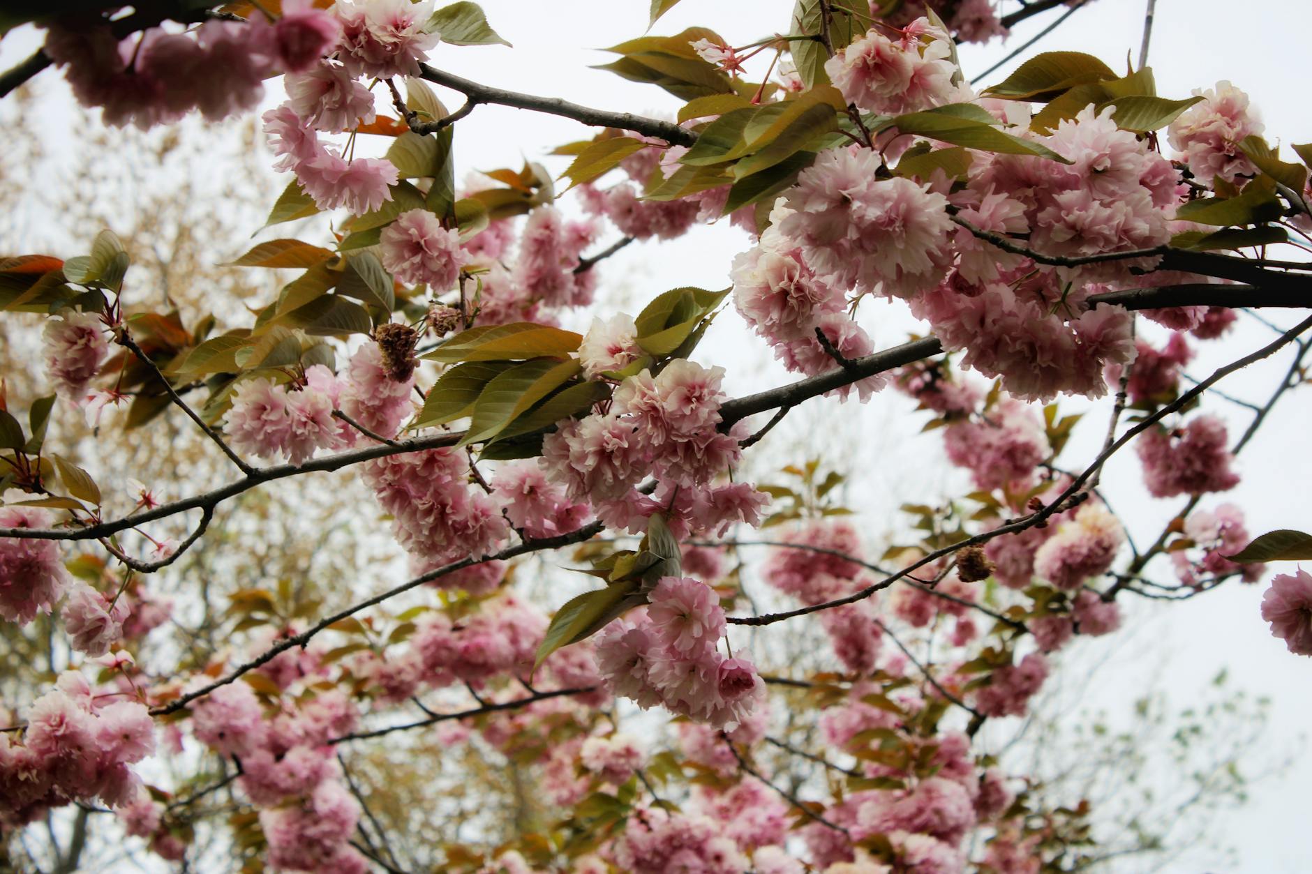 shanghai festivals cherry blossom