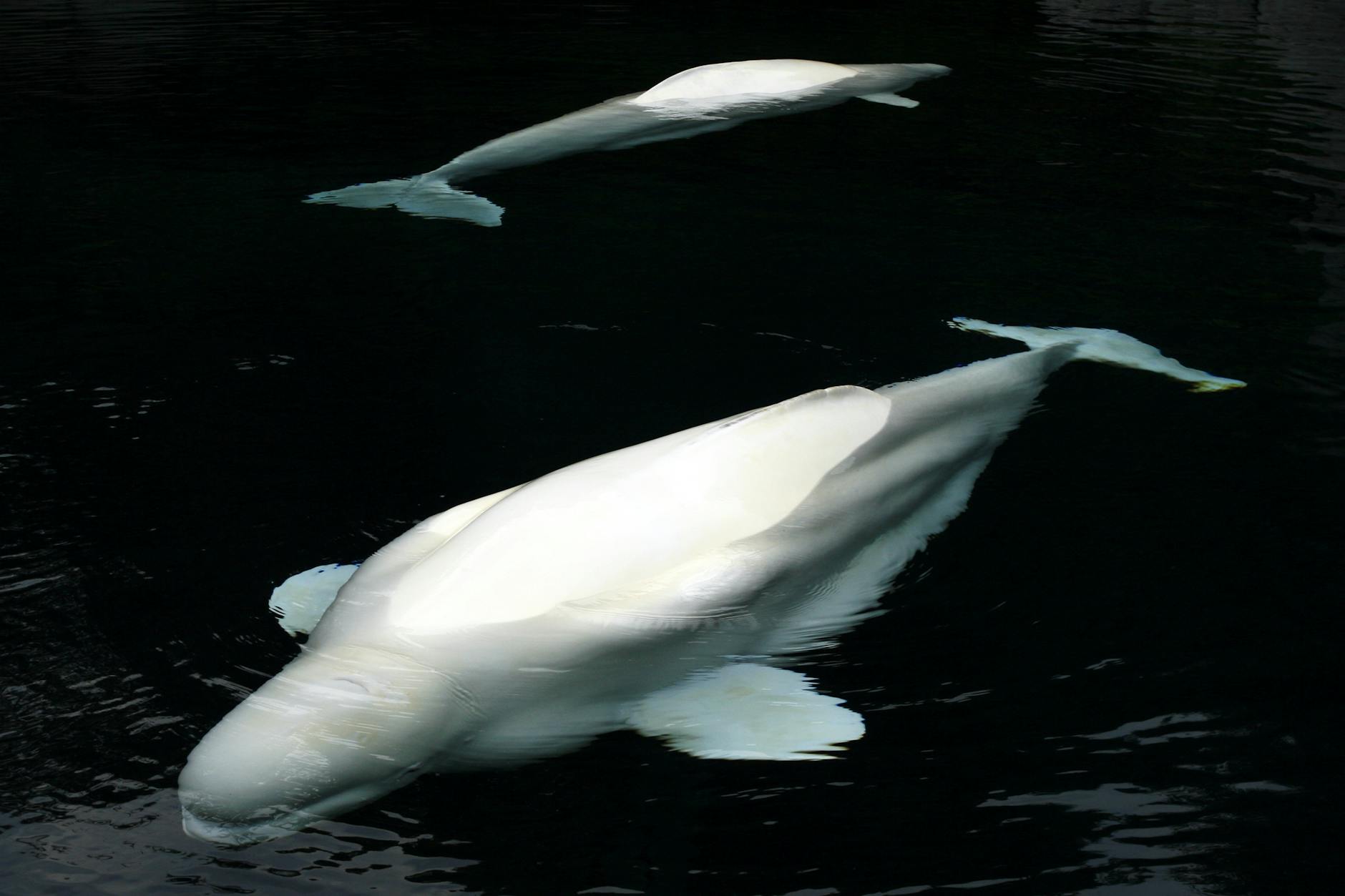 shanghai haichang ocean park beluga whale polar zone