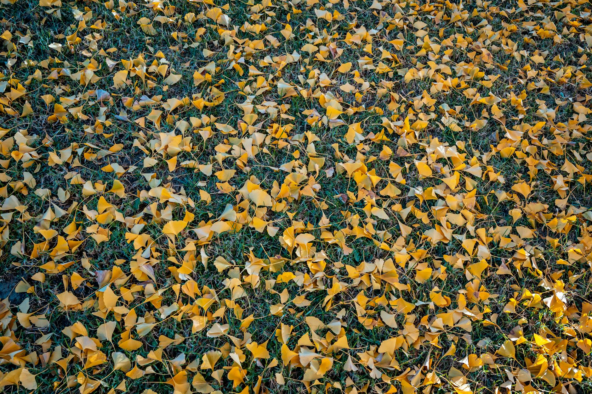 shanghai in autumn ginkgo trees