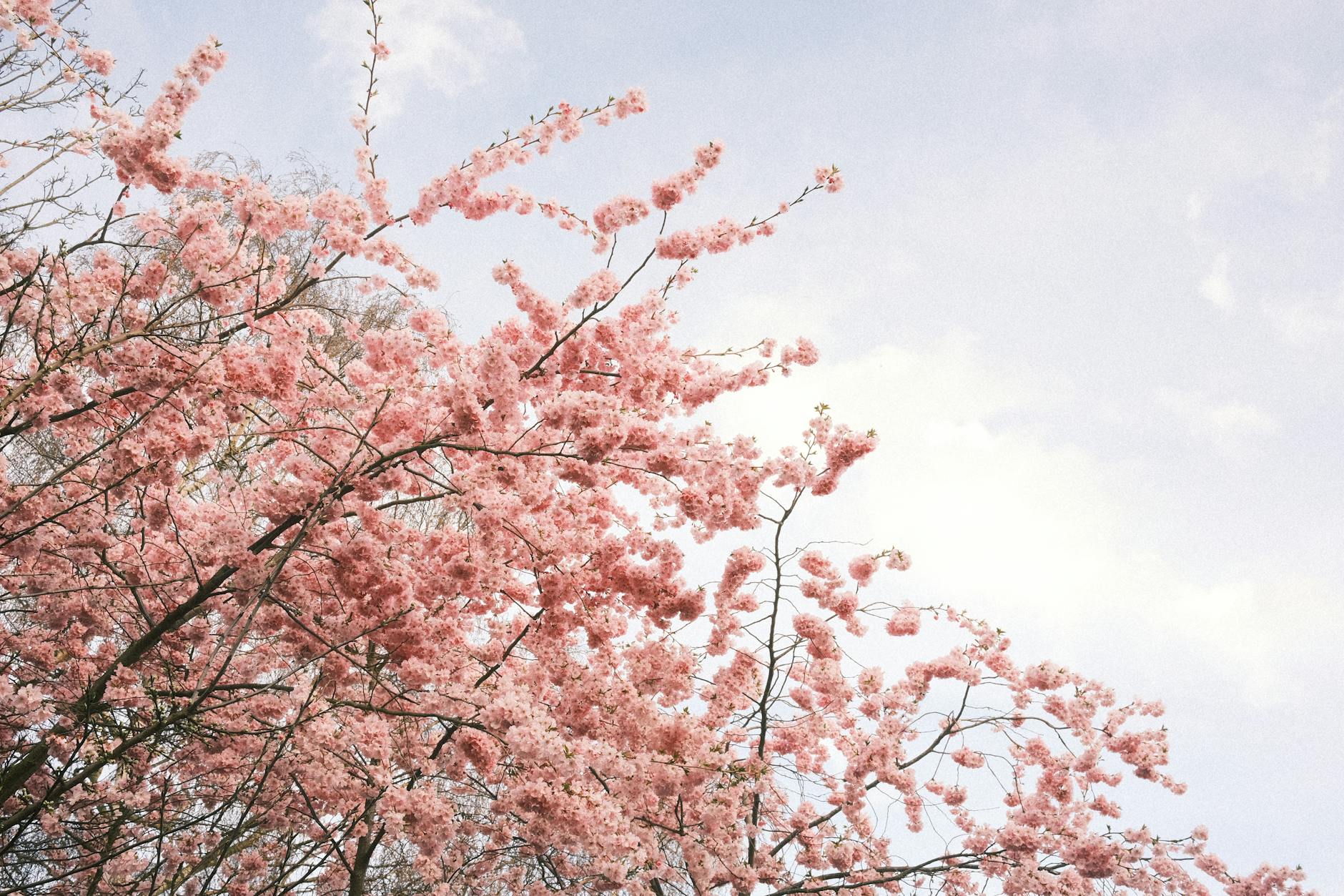 Cherry blossoms in full bloom against a blue sky in Shanghai in spring