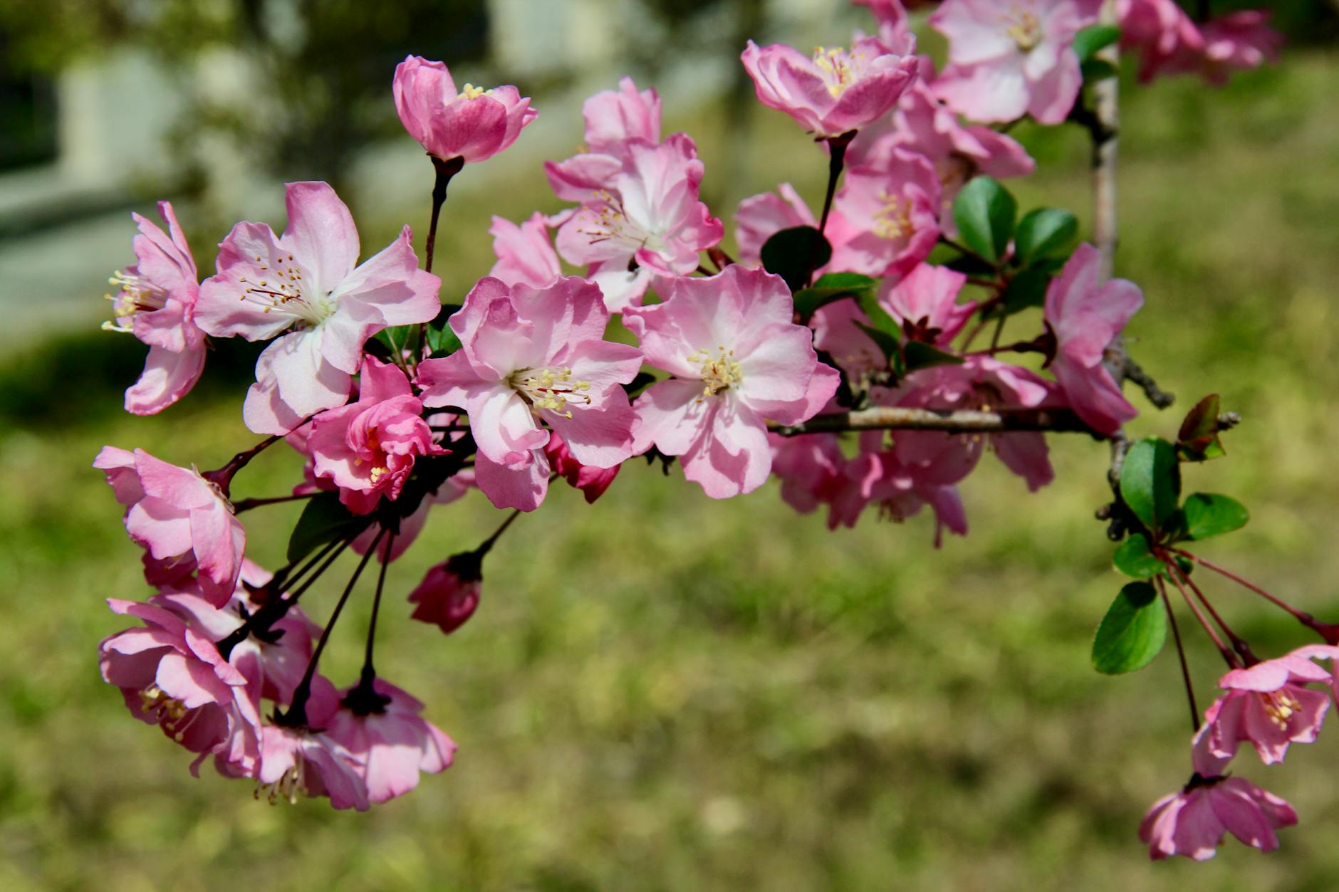 Shanghai weather cherry blossoms in park during spring