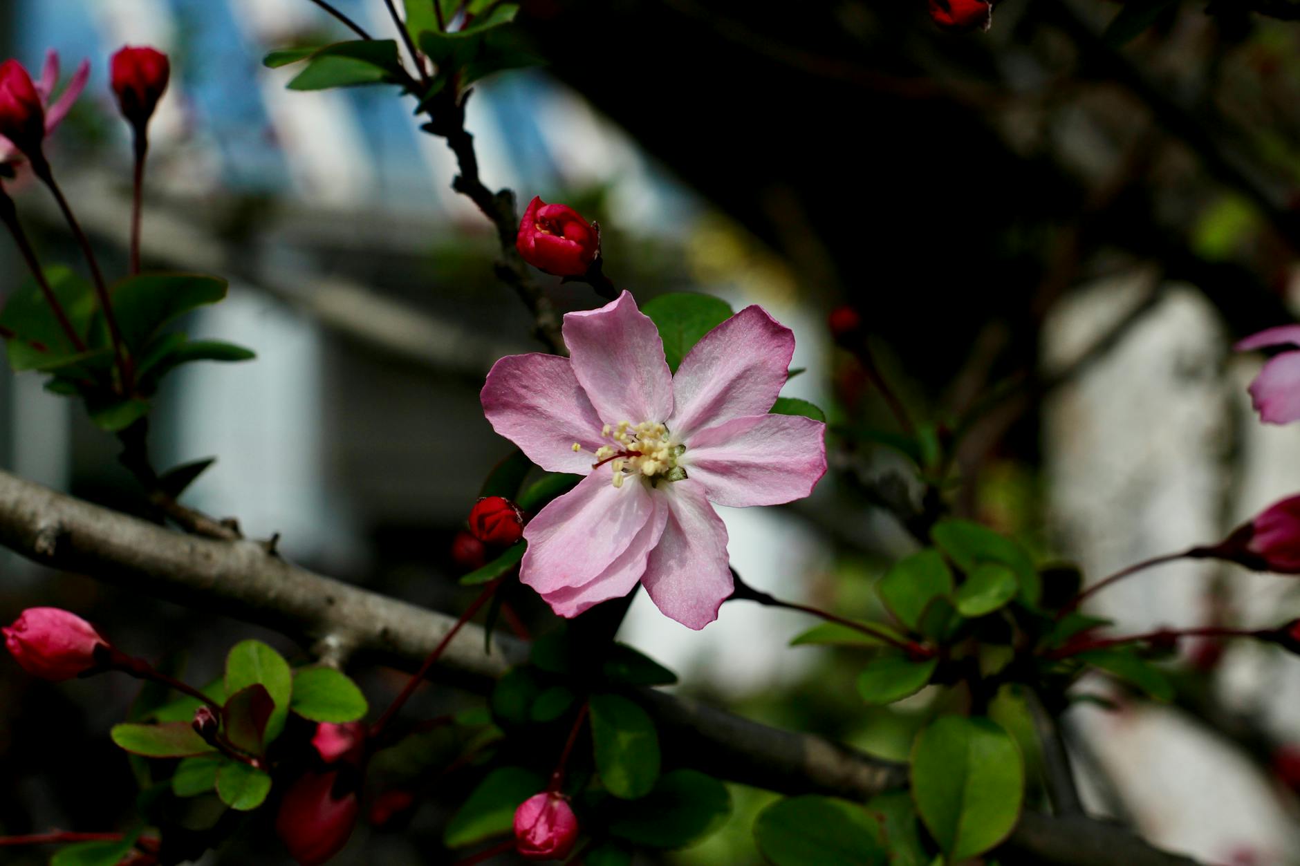 Shanghai weather spring cherry blossoms in bloom April