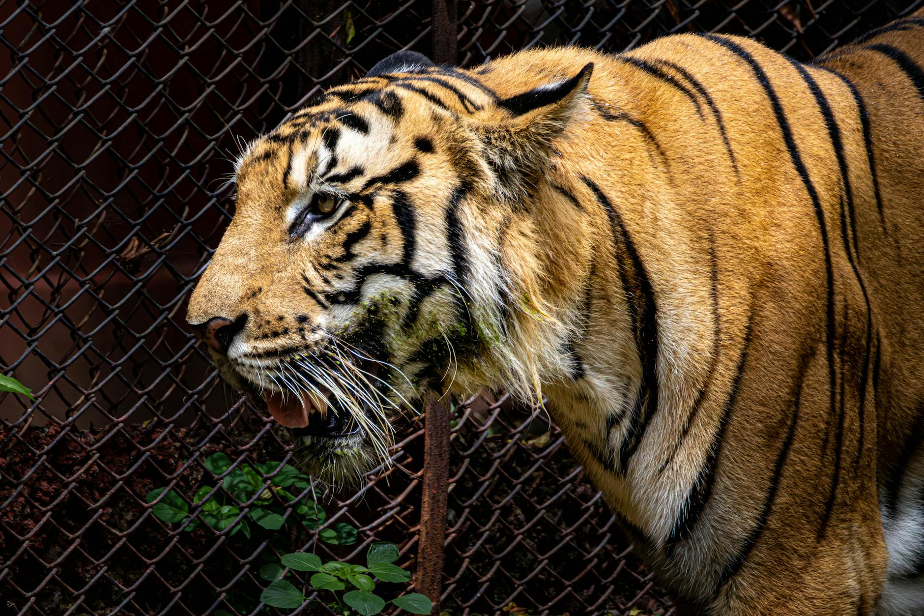 tigers at shanghai wild animal park safari