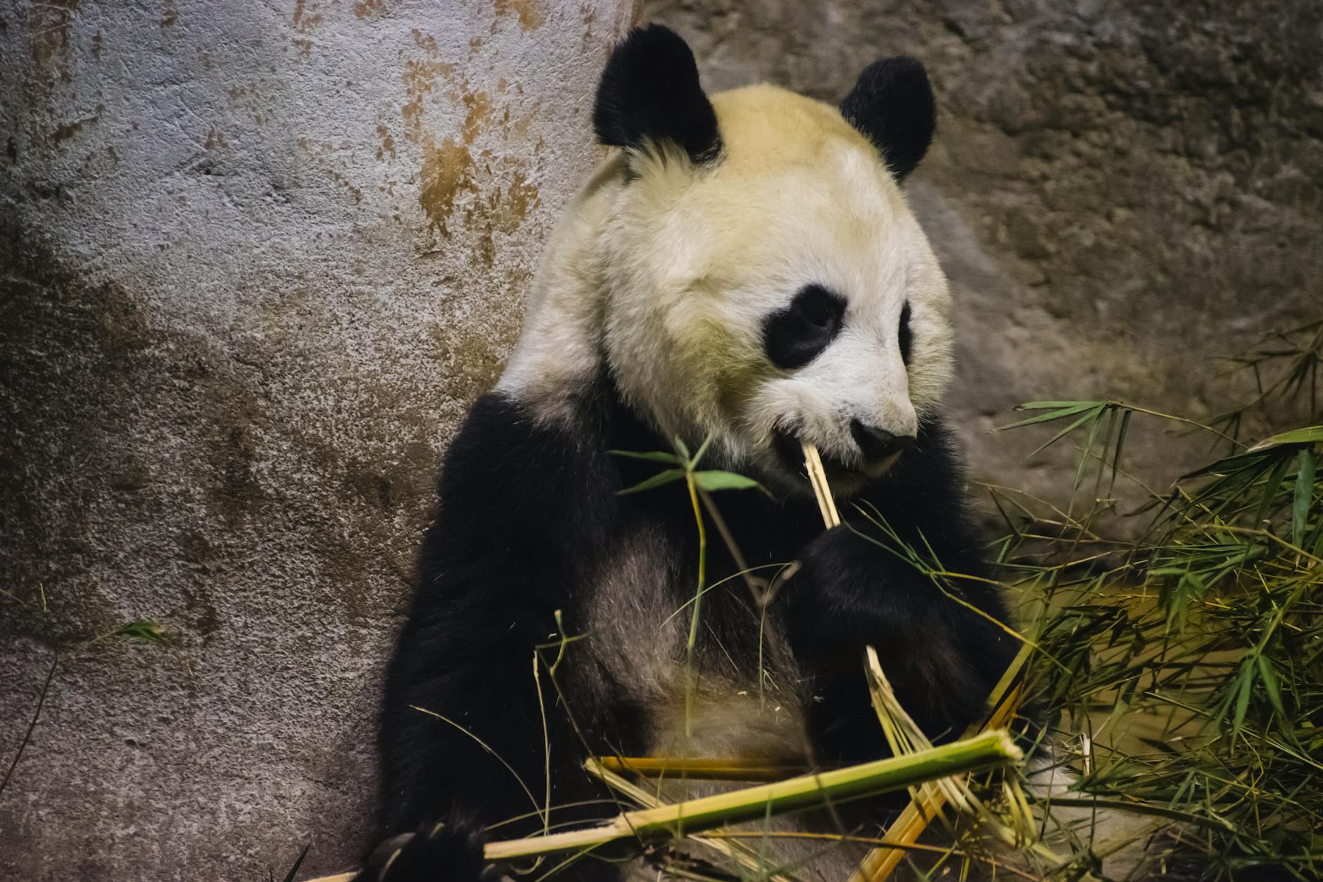 giant panda at shanghai zoo