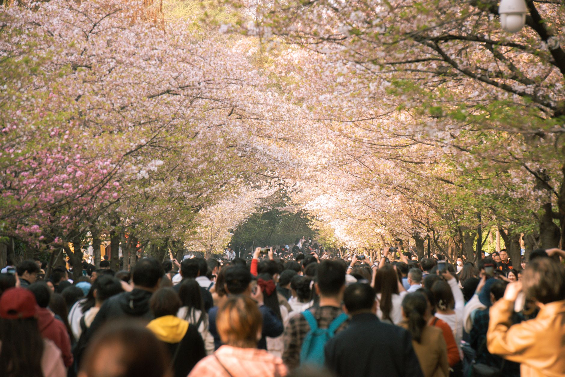 Visitors walking beneath blooming cherry blossom trees at a spring festival in Shanghai