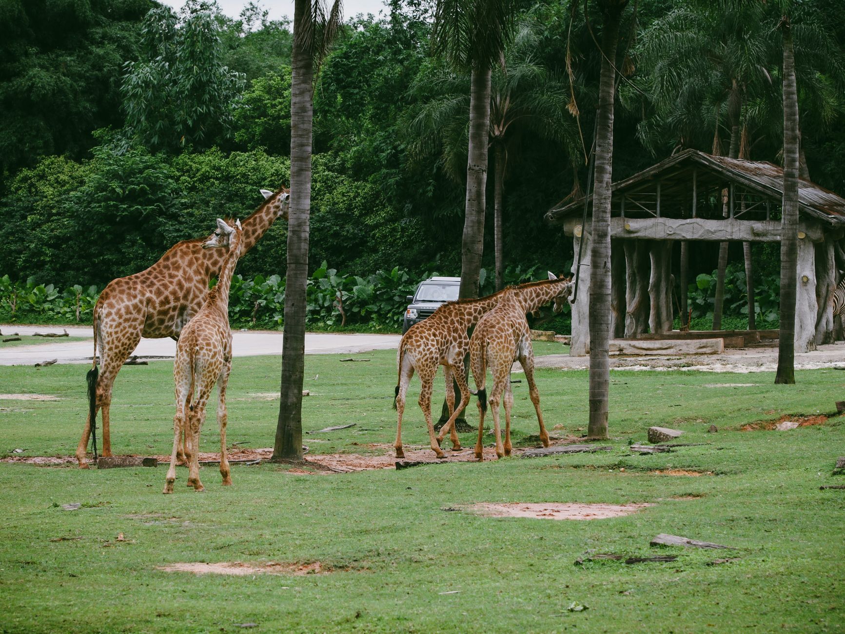 giraffe in a safari park enclosure near shanghai