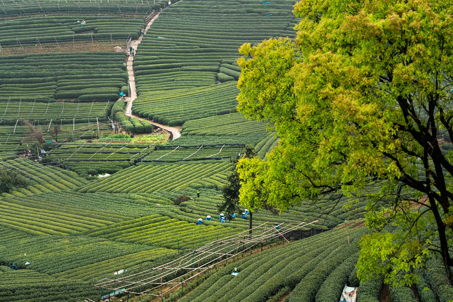 Terraced green tea fields on hillsides near Hangzhou, where Longjing is grown