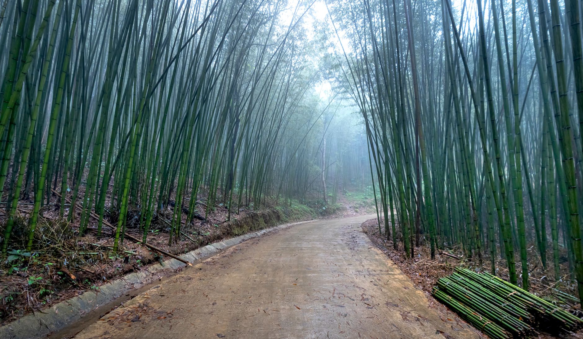 A footpath winding through a dense bamboo forest wrapped in morning mist