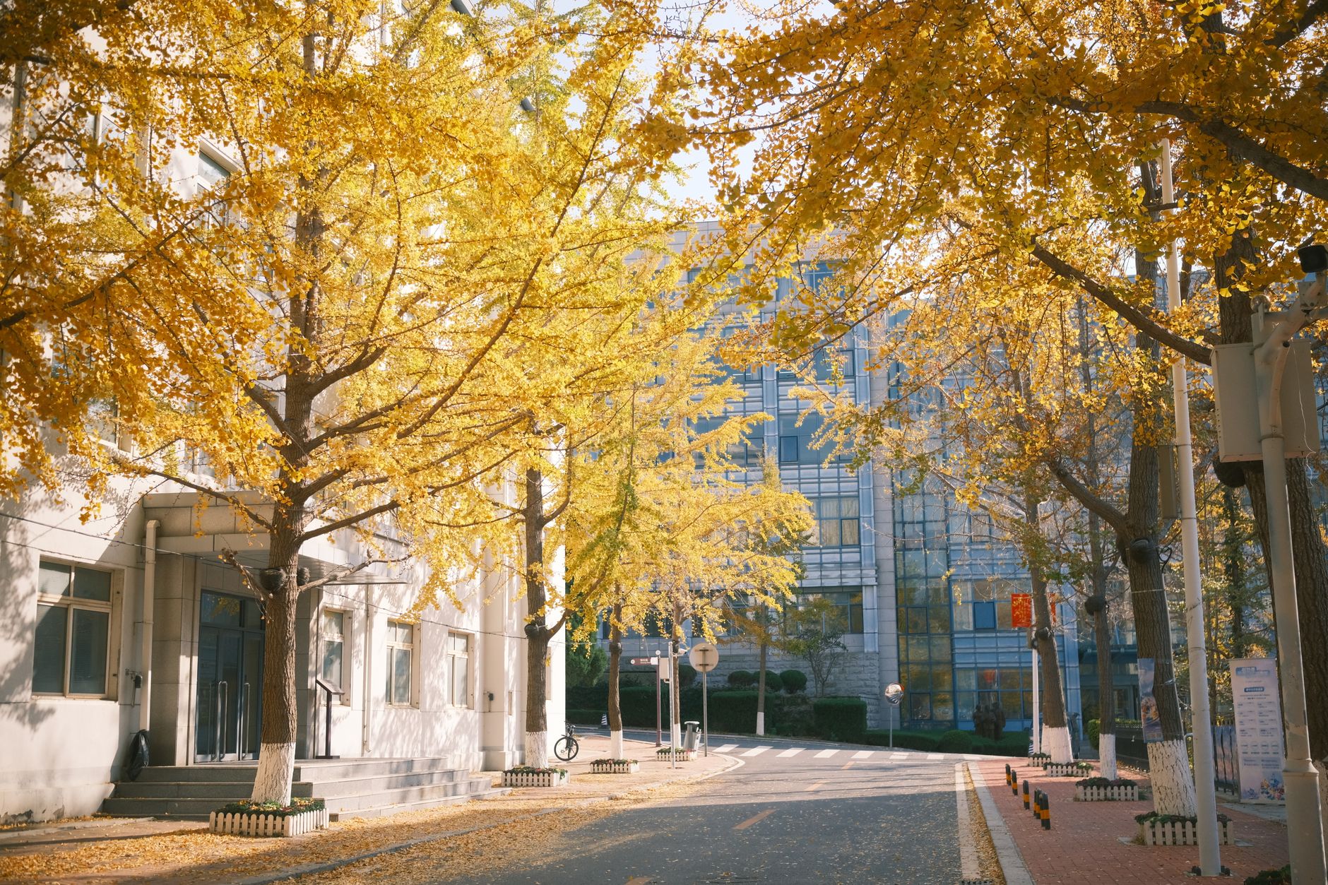 A city street lined with ginkgo trees in full yellow, the classic Shanghai autumn view
