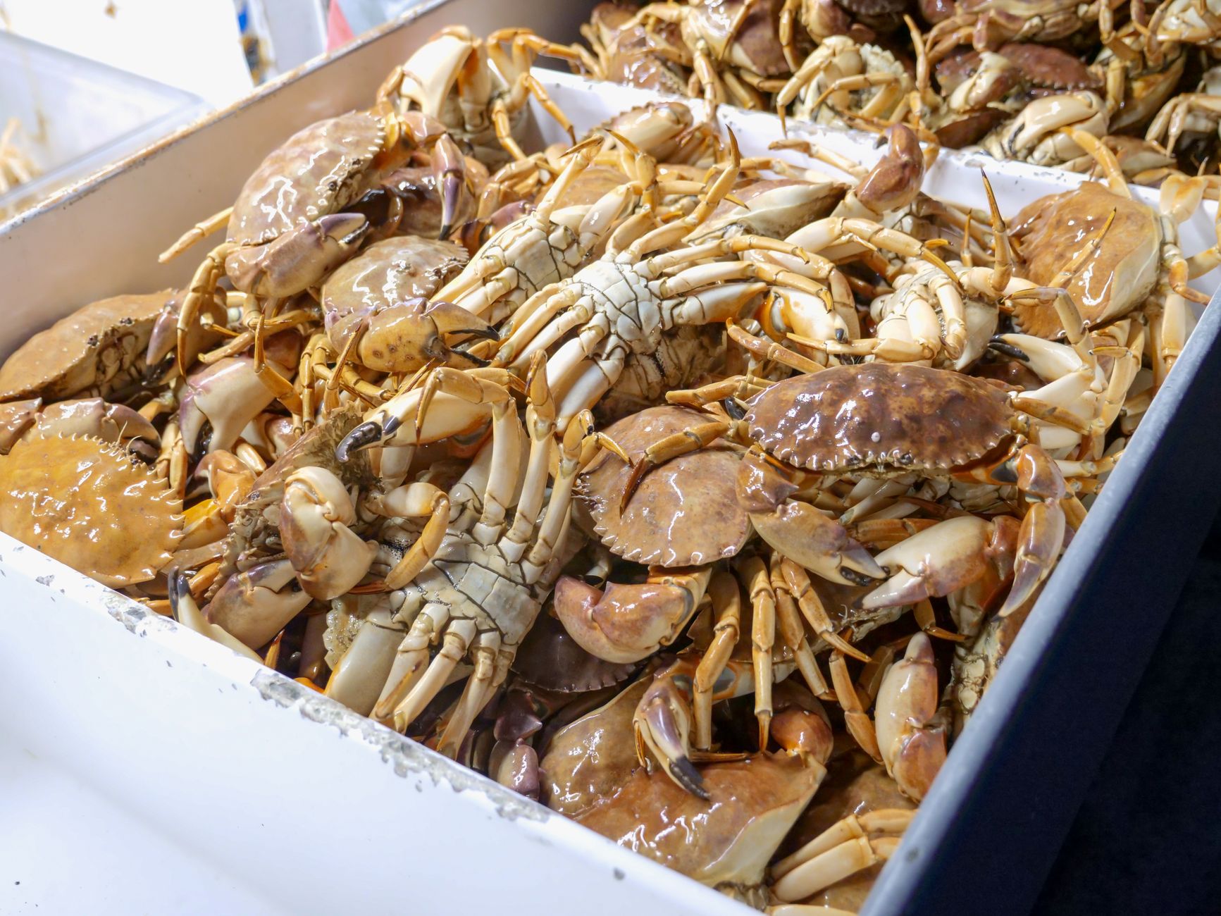 Live crabs stacked in a tray at a market counter ready to be weighed and sold