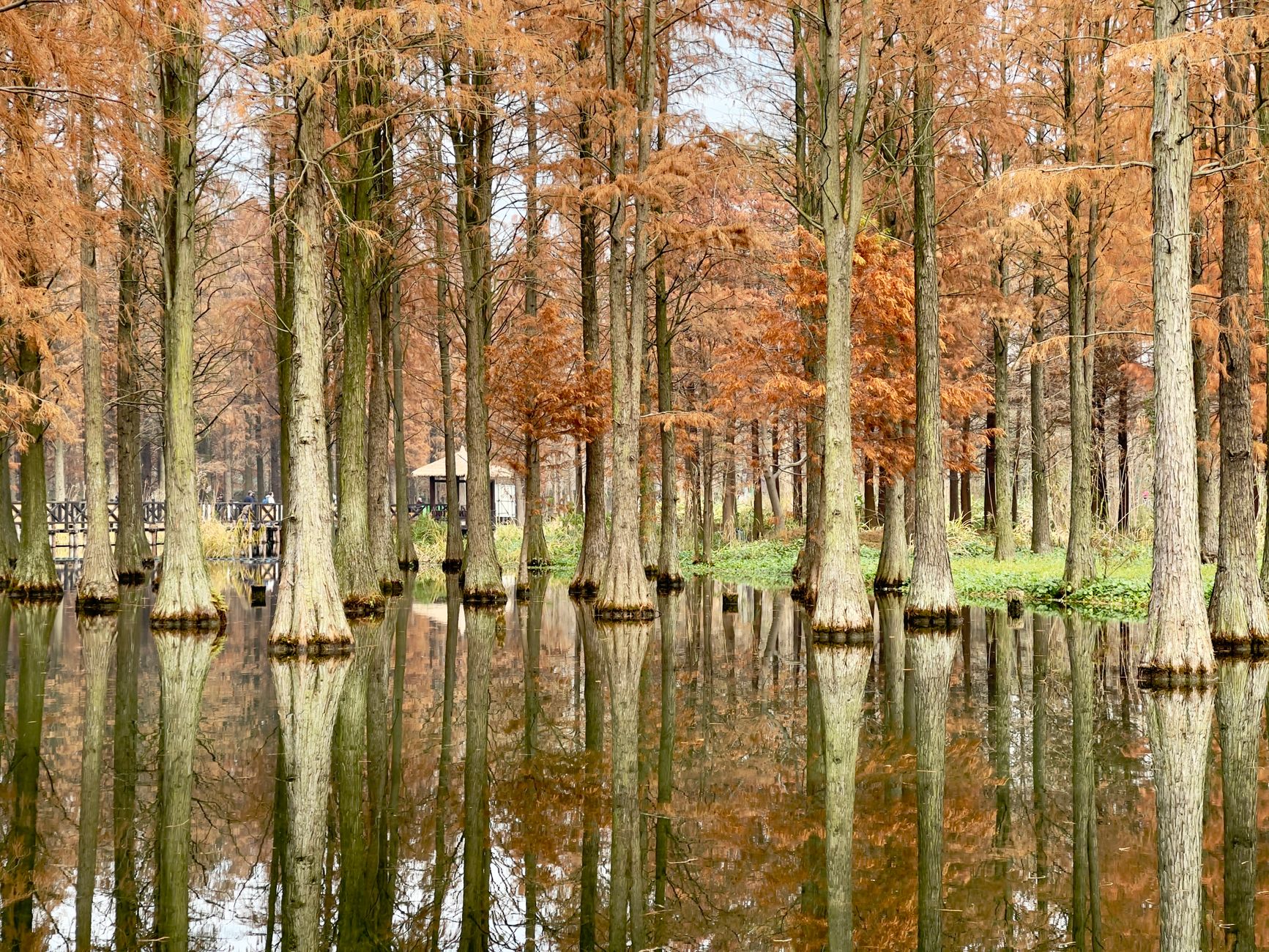 Autumn colour reflected in still water at a park in Qingpu, on the western edge of Shanghai