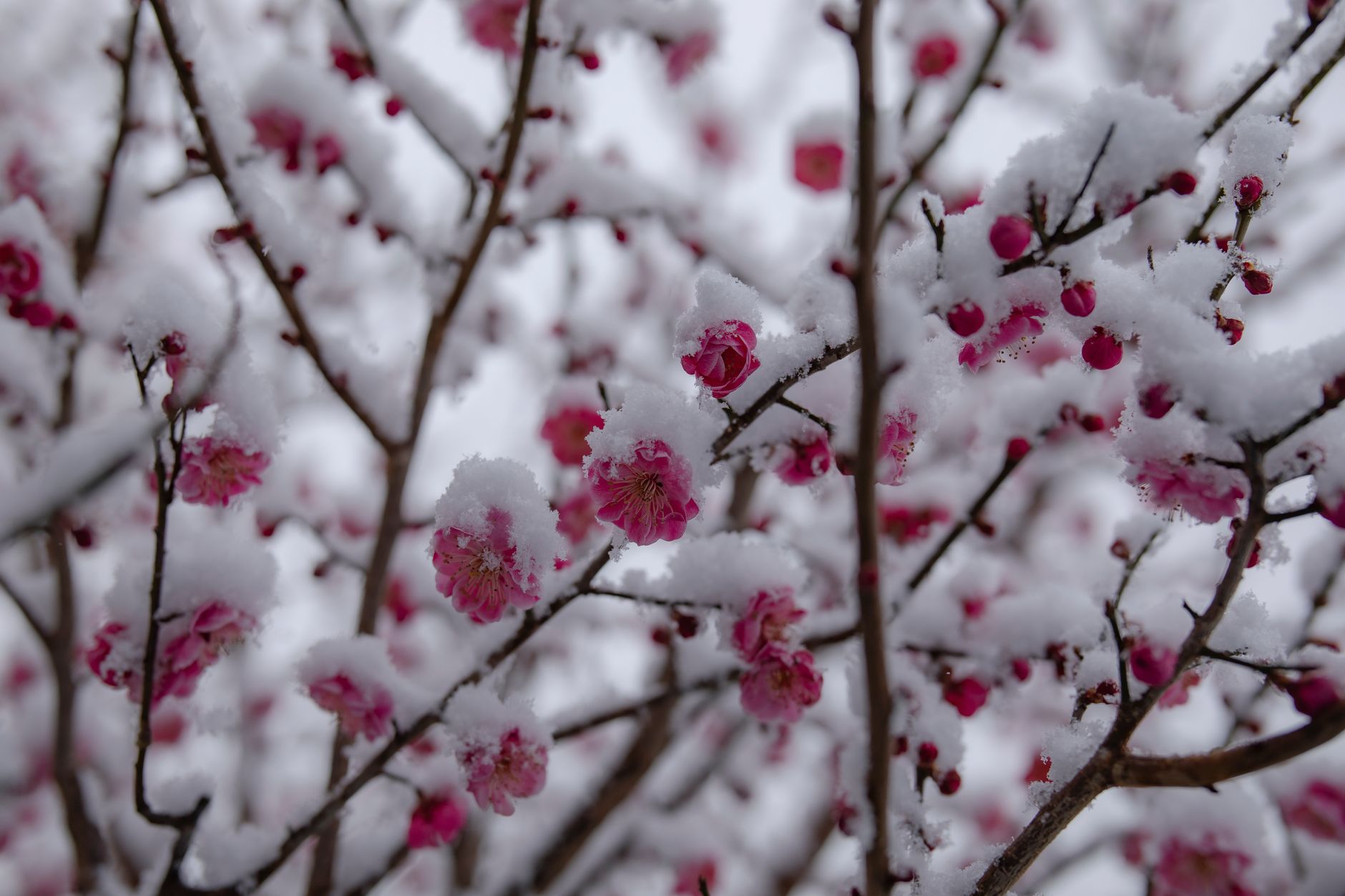 Plum blossom opening on snow-covered branches, the first sign of the end of winter in Shanghai parks