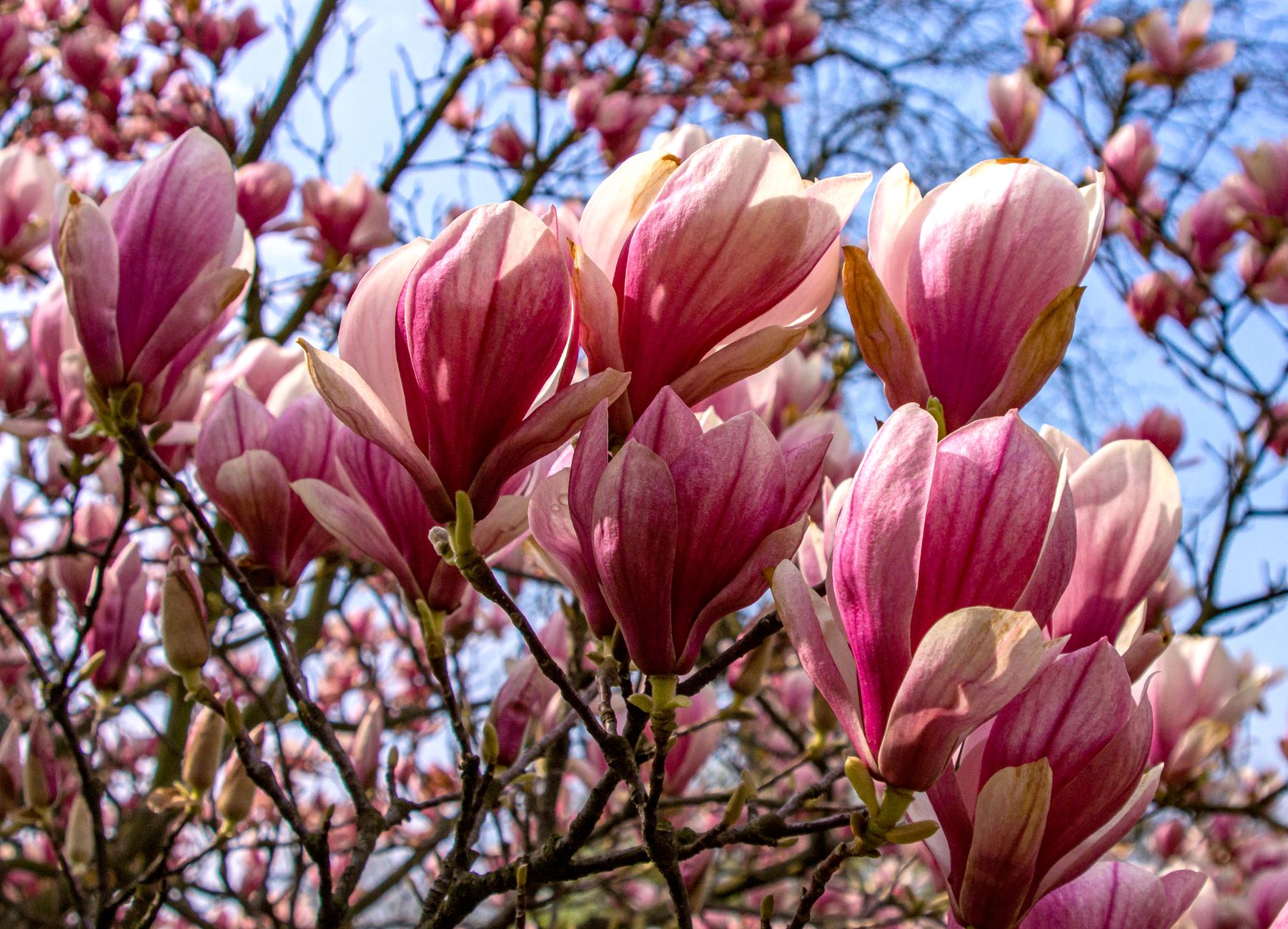 Pink magnolia flowers in full bloom against a blue sky in early spring
