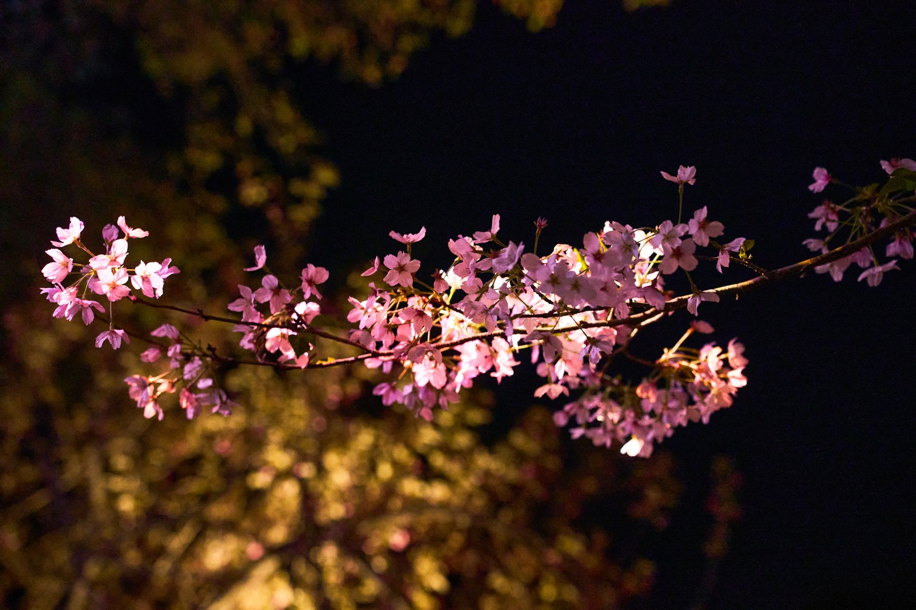 Cherry blossoms glowing under night lighting on a dark branch