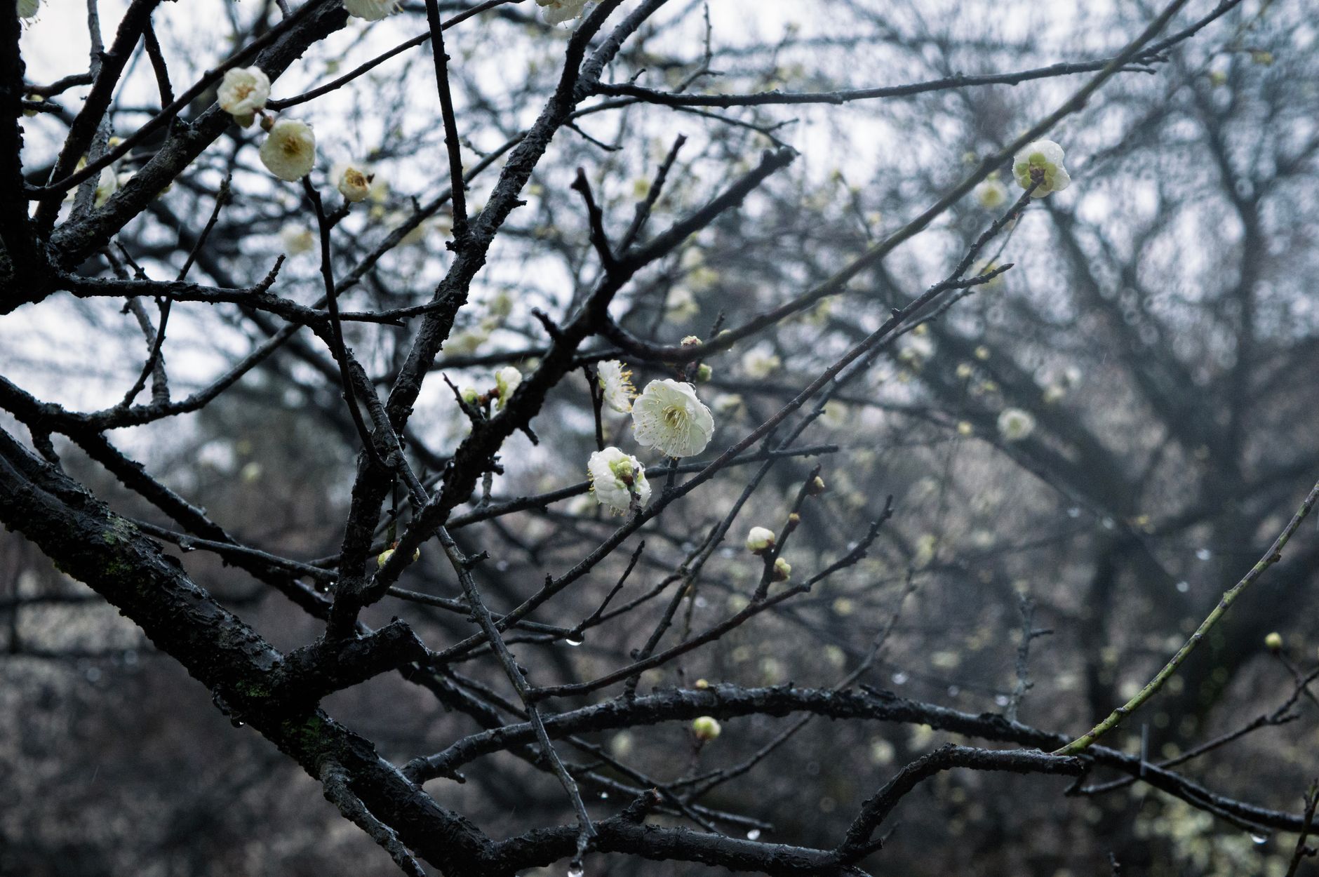 Plum blossoms on bare branches in a misty winter landscape