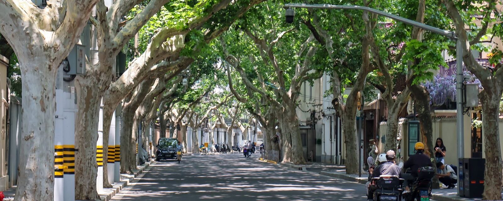 Plane-tree-lined street in Shanghai's former French Concession with scooters passing