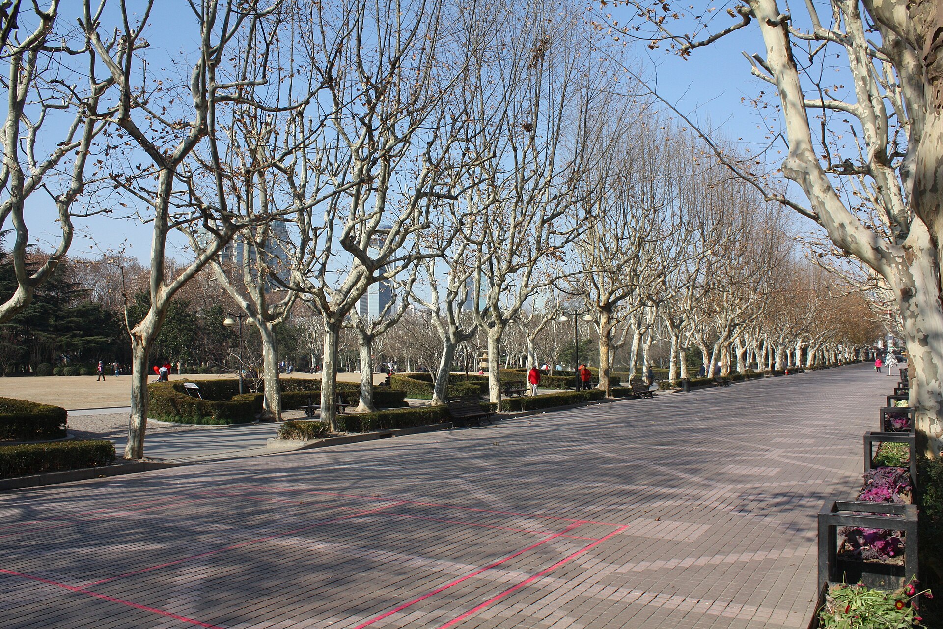 A wide paved avenue lined with bare plane trees in Fuxing Park on a sunny winter day