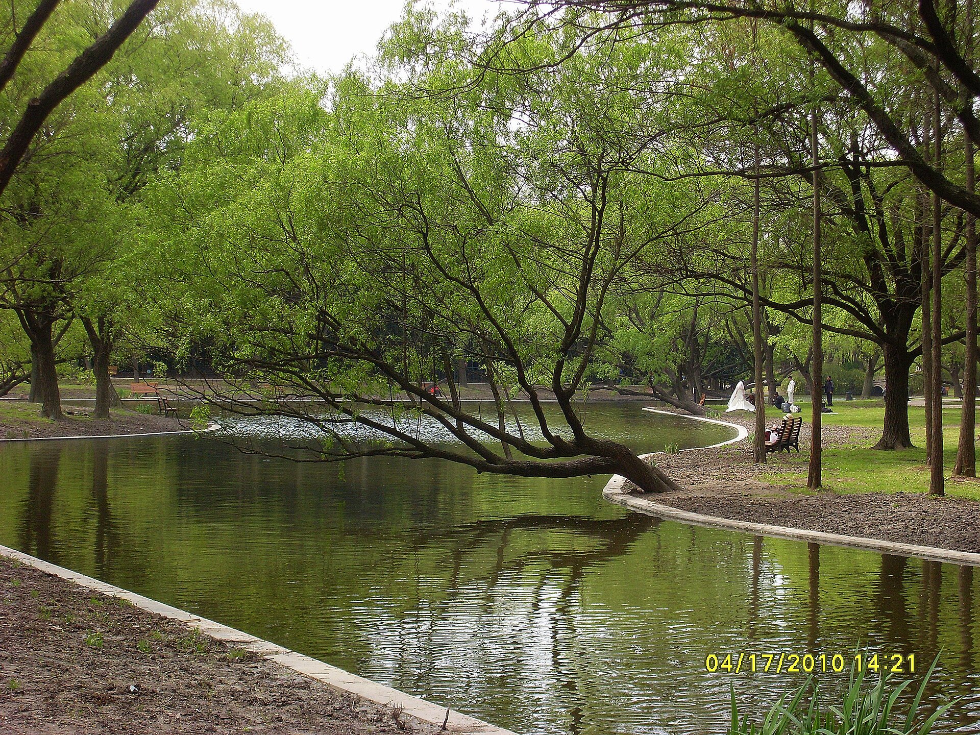 Willows overhanging a still green waterway lined with paths in Gongqing Forest Park